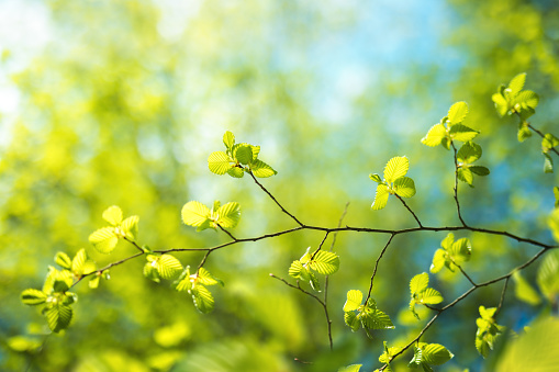 Spring background with fresh green leaves.