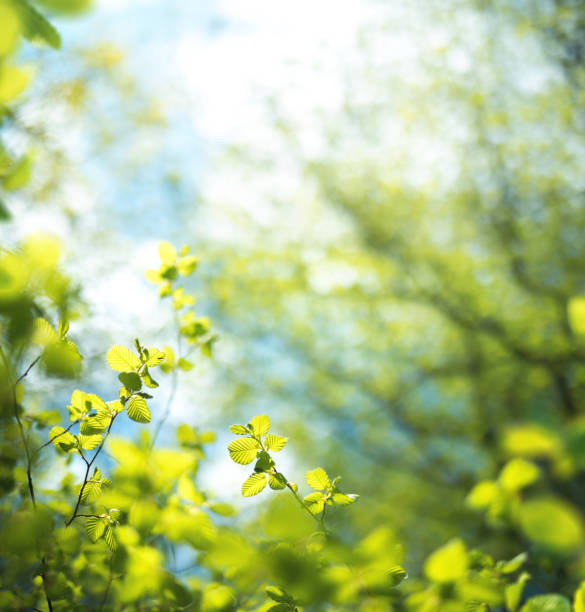 Fresh Leaves Spring background with fresh green leaves. waking up photos stock pictures, royalty-free photos & images