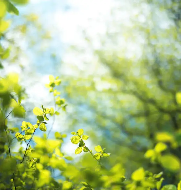 Photo of Fresh Leaves