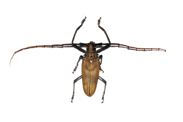 istock Big brown beetle, isolate on a white background, cerambycidae 1295737231