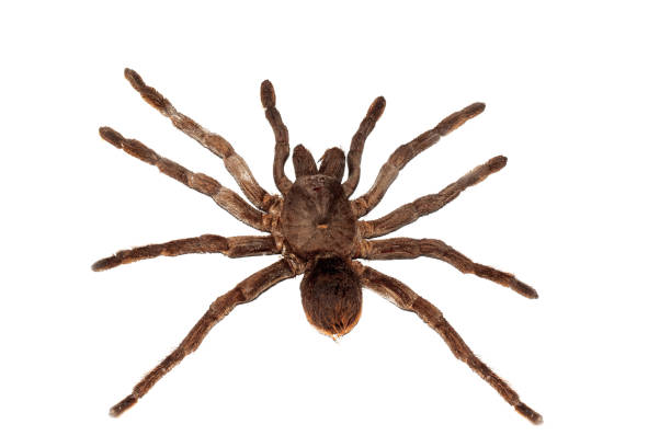 istock Big brown spider pamphobetus antinous close up, isolated 1295737251
