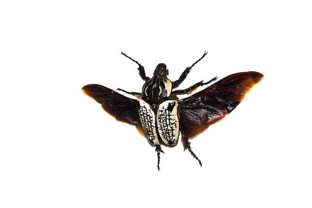 istock Big brown beetle, isolate on a white background, goliatbus albosigna thus 1295737319