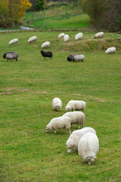 istock A flock of sheep 1295737341