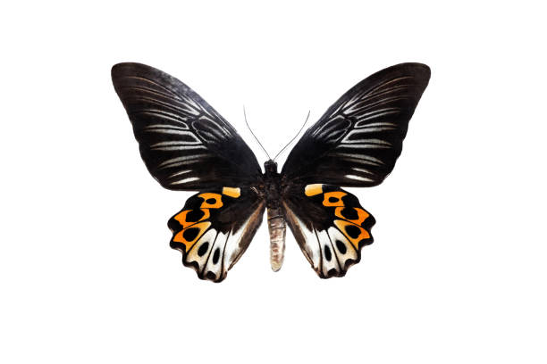 istock Big butterfly with yellow wings, isolate on white background, troides hypolitus 1295737374