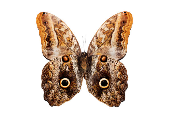 istock Big butterfly with yellow wings, isolate on white background, caligo 1295737395