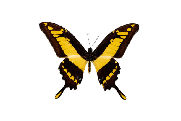 istock Big butterfly with yellow wings, isolate on white background, papilio thoas 1295737431