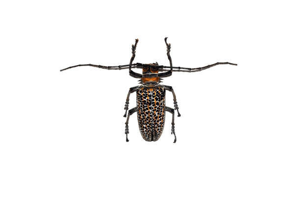 istock Big brown beetle, isolate on a white background, cerambycidae 1295737452
