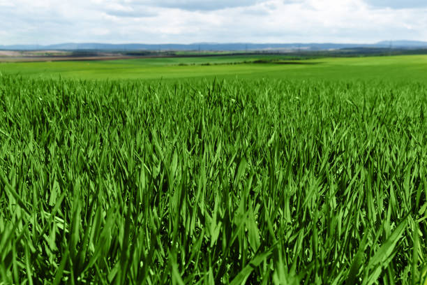 istock Fresh green grass in sunny day. Natural background 1295738272