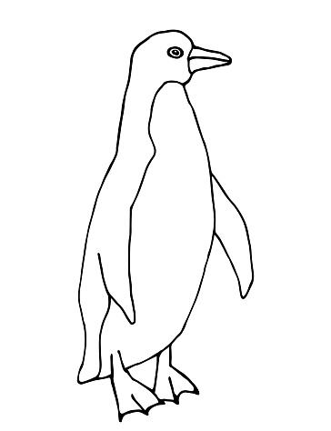 Free download of penguin animal bird biology zoology line art black and  white contour outline media externalsource public vector graphics and  illustrations