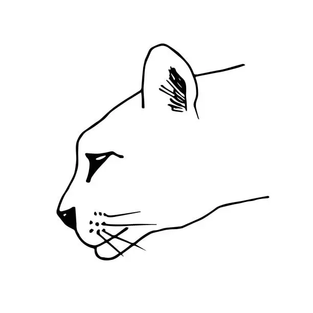 Vector illustration of Hand-drawn simple vector illustration in black outline. Puma head contour side view isolated on a white background. Wild predatory animals, cat breed, nature, zoo. For t-shirt prints, logo, sticker.