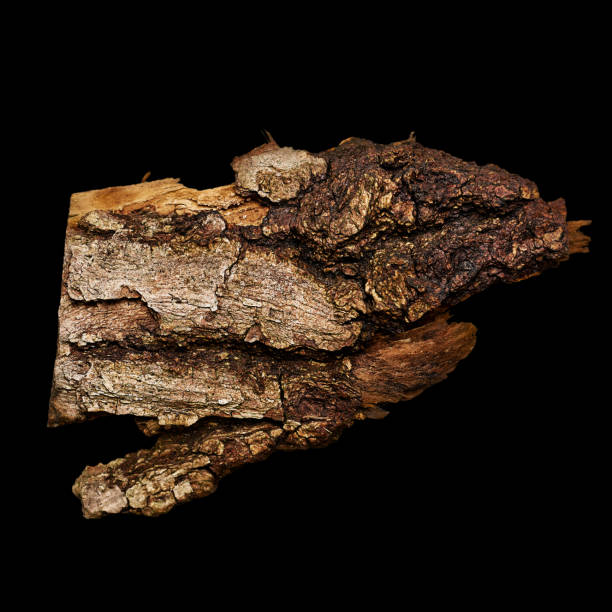 a piece of tree bark isolated on a black background