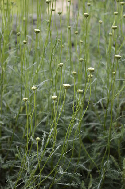 Santolina rosmarinifolia witl light yellow flowers Closeup Santolina rosmarinifolia known as holy flax with blurred background in summer garden santolina rosmarinifolia stock pictures, royalty-free photos & images