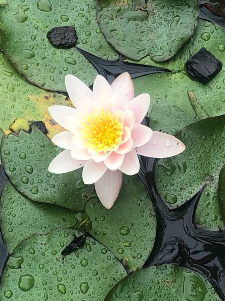 istock Water lily lotus flower 1295741423