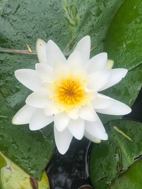istock Water lily lotus flower 1295741425
