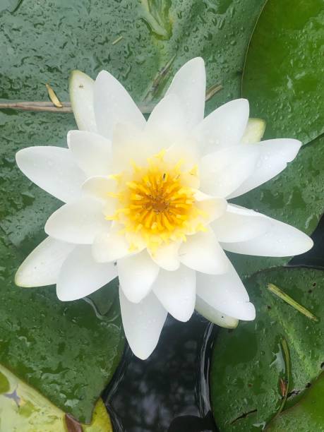 istock Water lily lotus flower 1295741427