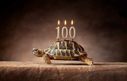 100 años. Feliz cumpleaños. Tortuga vieja. photo