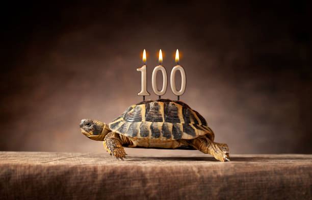 100 years. Happy birthday. Old turtle.
