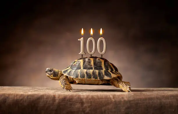 Happy birthday 100 years anniversary. Tortoise turns 100 years old.