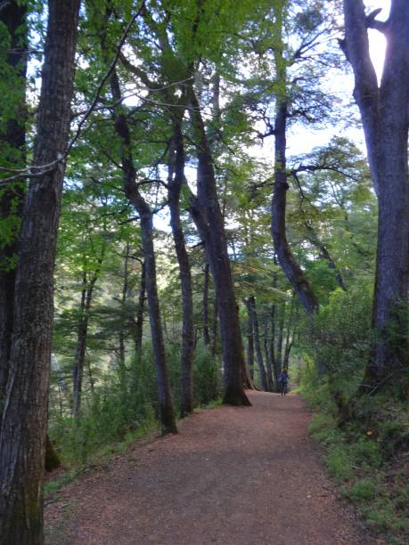 istock Hiking road in a forest 1295742227