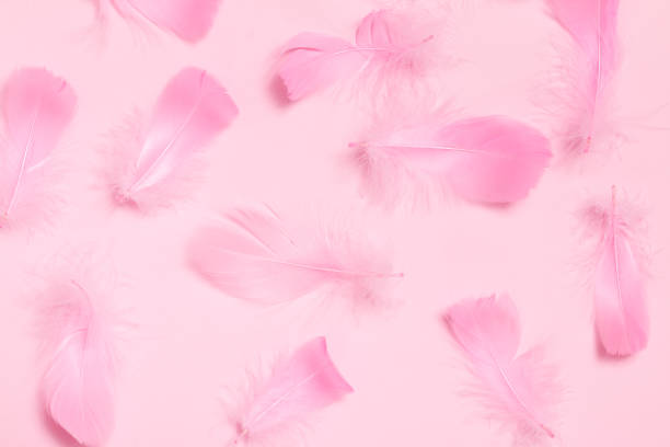 istock Lots of pastel colored feathers on a pink background. 1295743254
