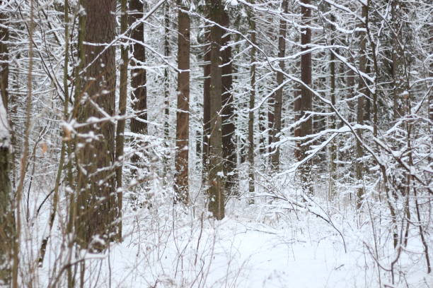 istock snow covered trees in cold winter morning forest 1295744229