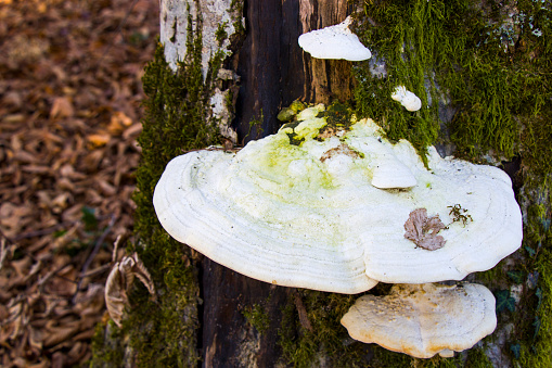 Big white mushroom on the tree, edible fungus