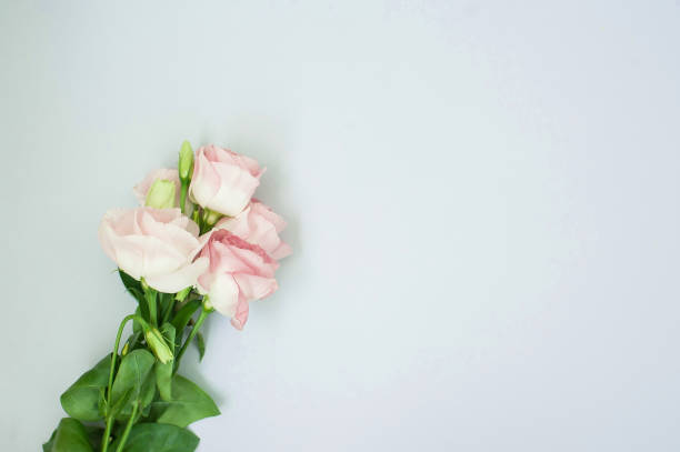 istock Flowers composition. Pink rose flowers on pastel pink background. Flat lay, top view, copy space 1295745748