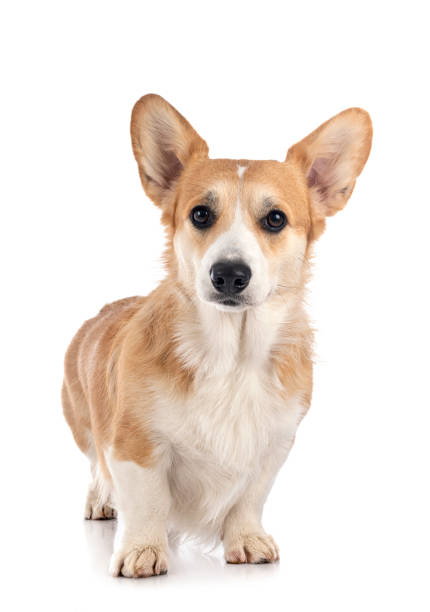 istock young Pembroke Welsh Corgi 1295745810