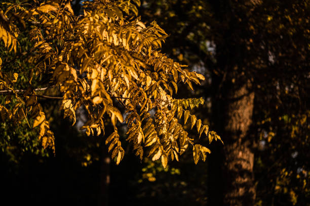 istock Beautiful yellow leaves at forest during autumn. 1295745865