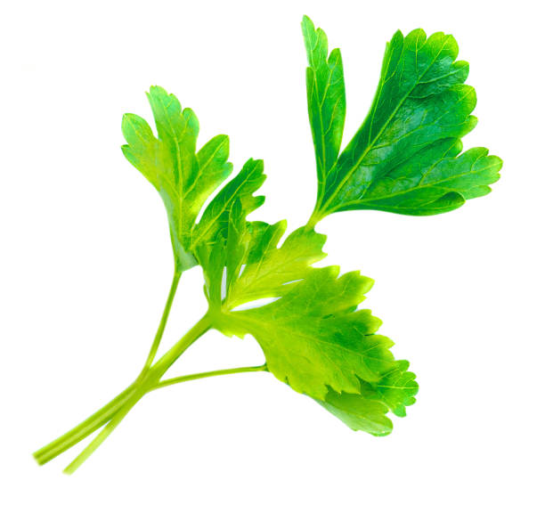 istock Parsley Leaf isolated on white background. Fresh Parsley herb Top view. Flat lay