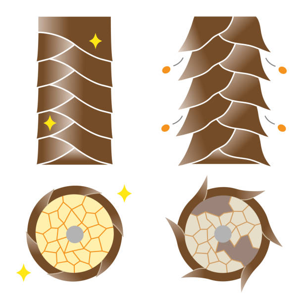 ilustrações, clipart, desenhos animados e ícones de ilustração de cutícula capilar saudável e danificada. cuidados com o cabelo e conceito de beleza - cabelo humano