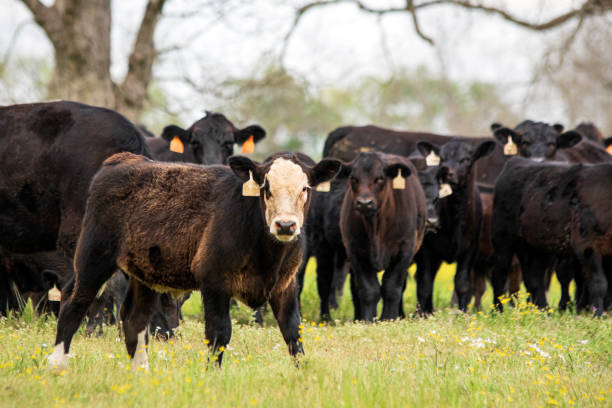 群れの前で黒いはげの子牛 - field hereford cattle domestic cattle usa ストックフォトと画像