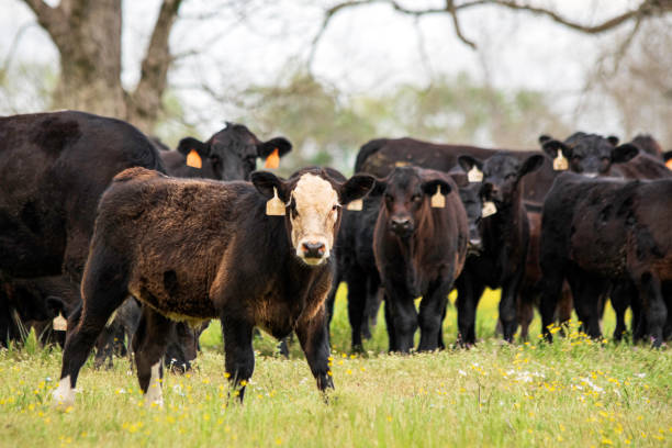 istock Black baldy calf in front of herd 1295749549