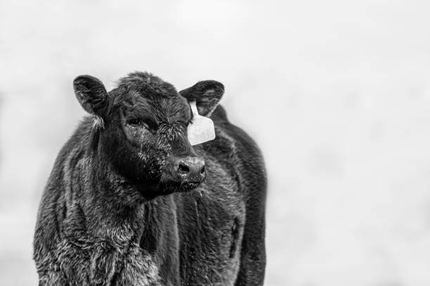 Black and white portrait of an Angus calf looking to the right with negative space to the right and above.