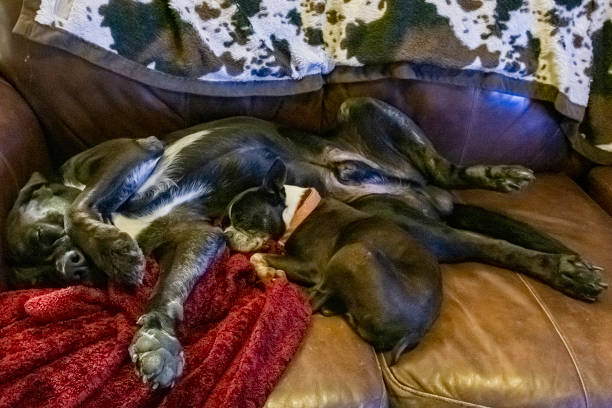 istock Large and small dogs napping on a leather couch 1295749625