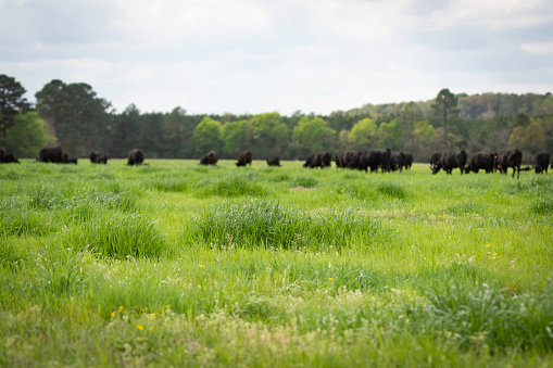 Focus on lush ryegrass (Lolium) in a spring pasture with Angus cattle grazing in the background out of focus. Negative space above.