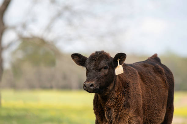 istock Young black Angus calf with defocused background 1295749735