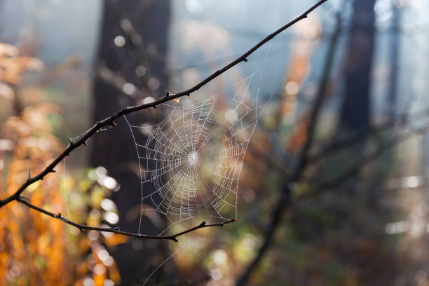 Spider web in autumn forest with dew, close-up Spider web covered with small dew drops in the forest on branches of shrub in autumn morning, close-up at selective focus spider web photos stock pictures, royalty-free photos & images