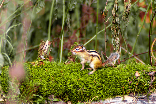 chipmunk on a log with moss