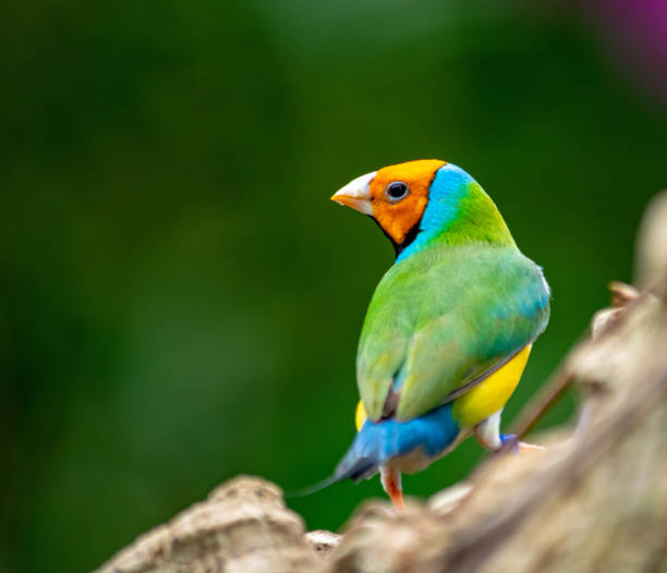 A gouldian finch bird perched on a tree trunk A gouldian finch bird perched on a tree trunk in a butterfly garden in Benalmádena, Spain gouldian finch stock pictures, royalty-free photos & images