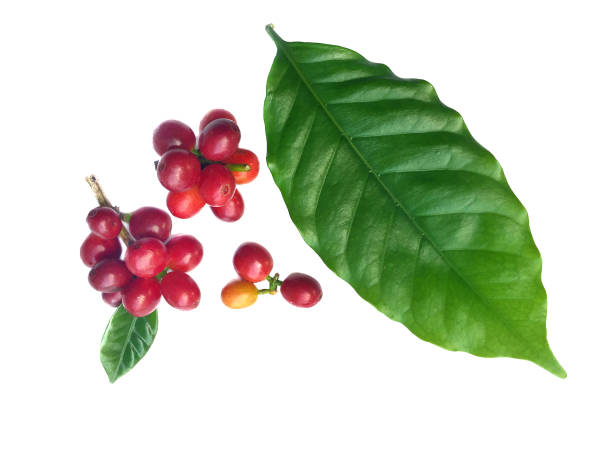 istock Red coffee beans and leaves on a white background. 1295752214