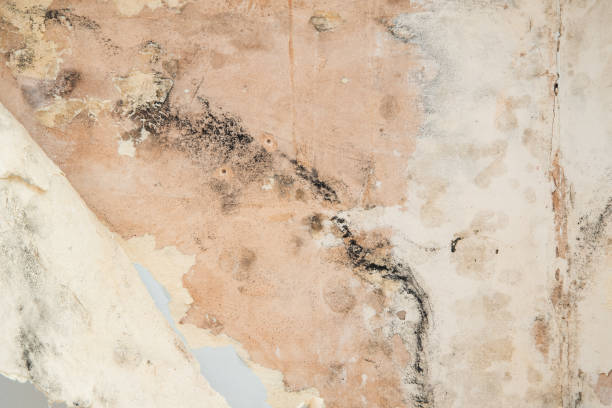 istock Black mould and peeling wallpaper 1295753633