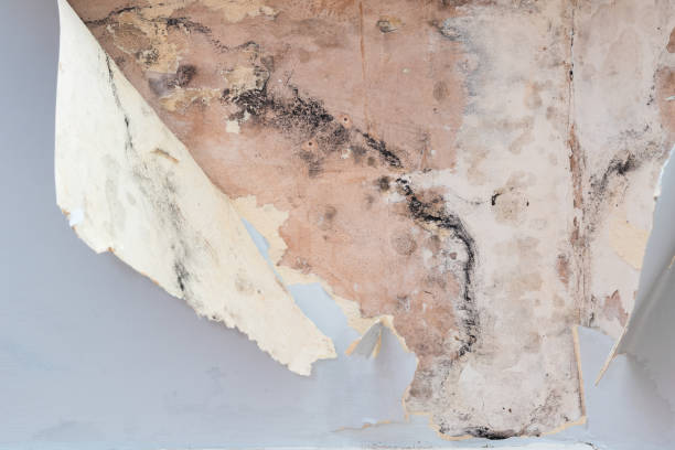 istock Black mould and peeling wallpaper 1295753648