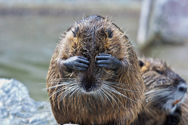 coypu, myocastor coypus, também conhecido como rato de rio ou nutria - nutria rodent beaver water - fotografias e filmes do acervo