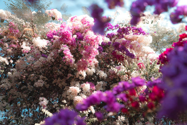Blossom Red flower bushes spring in nature
