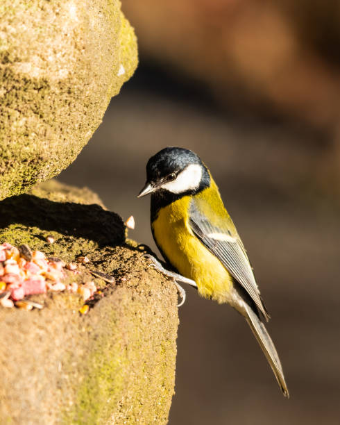 große meise fütterung auf gemischte vogel futter auf einer steinmauer - stone bird animal autumn stock-fotos und bilder