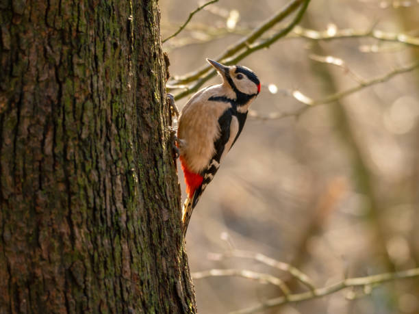 istock Great Crested Spotted Gripping on to the Side of a Tree 1295756165