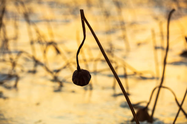 Withered lotus leaves in winter, withered lotus flowers on the ice