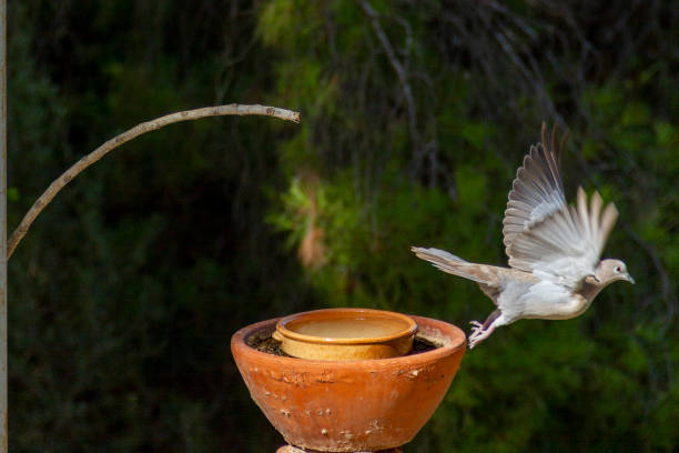 Gray pigeon called Collared Pigeon (Streptopelia decaocto) next to a ceramic container arranged as a drinking fountain in a garden with a background of pine needles.