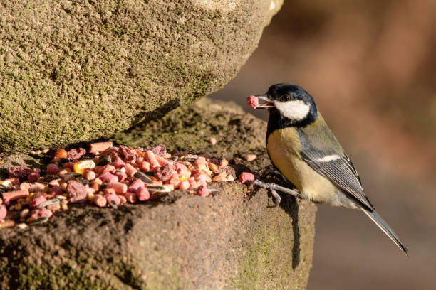 große meise fütterung auf gemischte vogel futter auf einer steinmauer - stone bird animal autumn stock-fotos und bilder